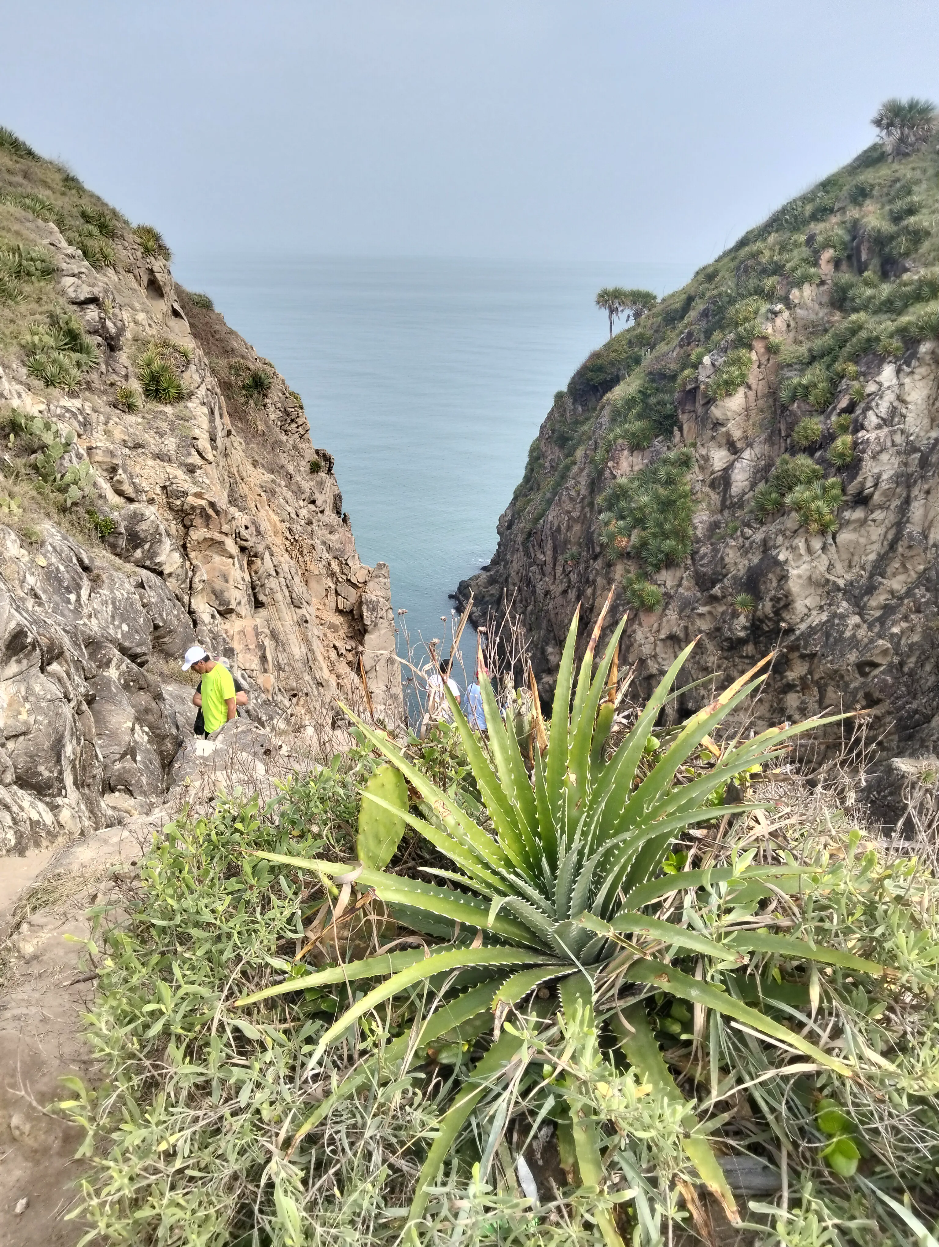 The inside of La Quebrada, with a plant that grows on the mount in the foreground.
